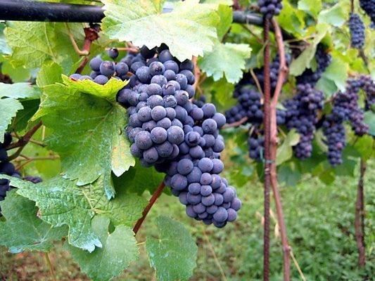 Grozdje sorte Vranac i Kratosija