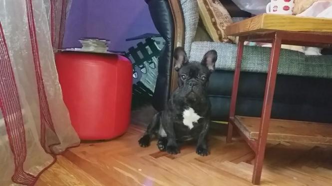 Francuski buldog