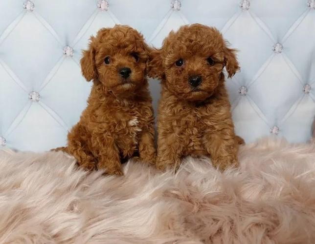 Maltipoo i Si Cu stenci