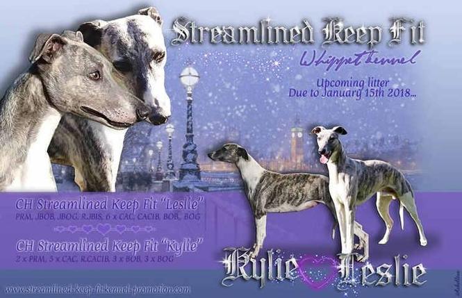 WHIPPET - mali Engleski hrt vrhunski stenci