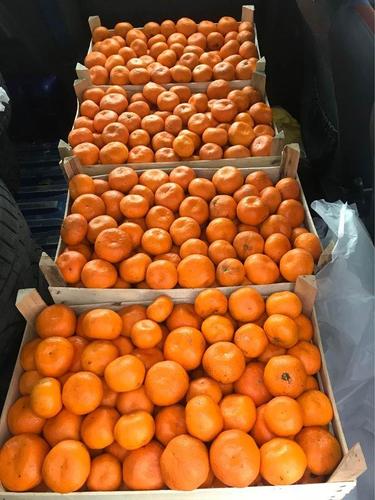 ✅ Barska mandarina ✅