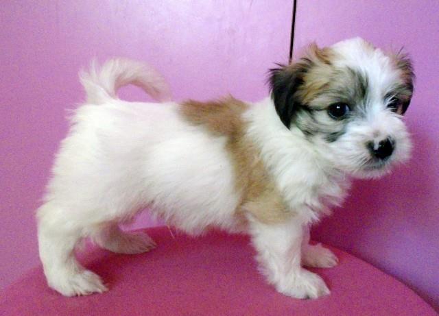 Coton de Tulear  - Tulearski pas