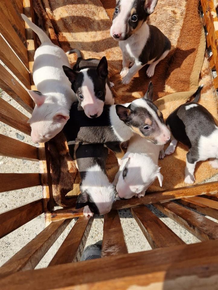 Mini-bull-terijer
