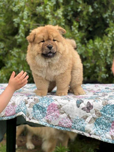 Cau-Cau--Chow-Chow--stenci