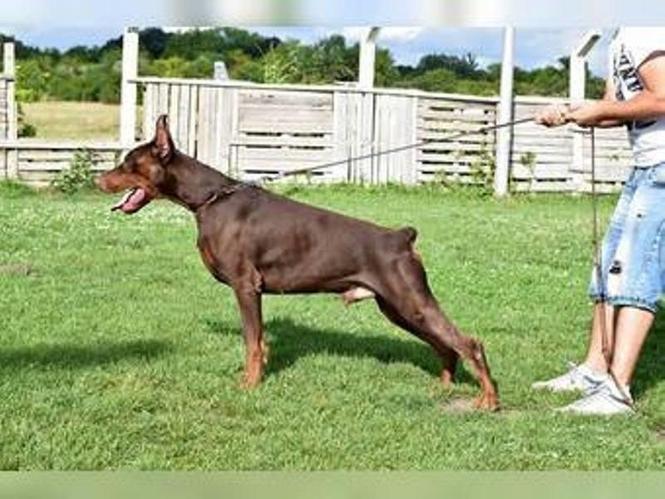 Doberman štenci 