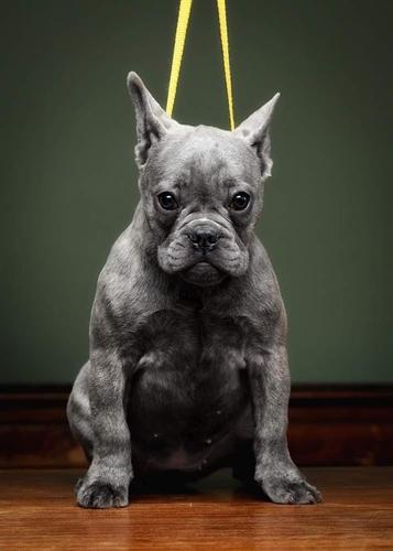 Francuski buldog egzotic plava zenka
