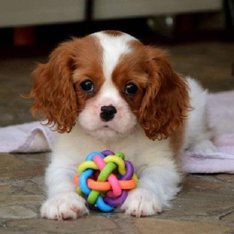 Stenci Cavaliera King Charles španijela 