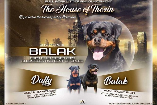 Balak vom Haus Anin - leglo ROTVAJLERA