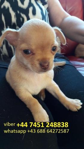 Prekrasna Chihuahua štene
