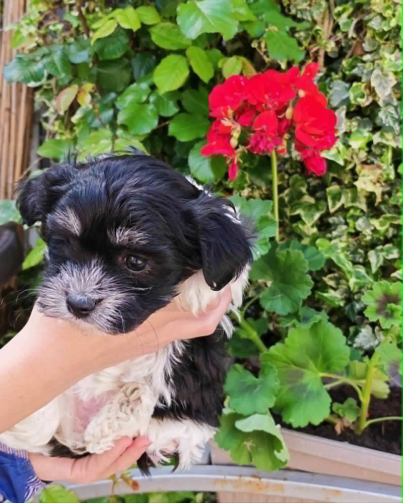 Shi-Tzu