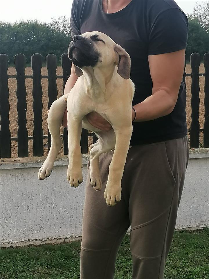 Presa-Canario