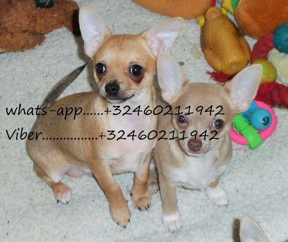 Nepopravljivi štenci chihuahua spremni za svoje no