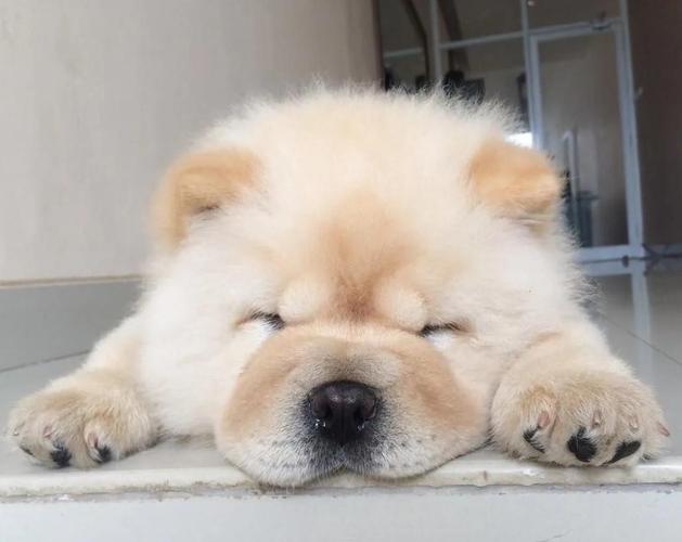 Chow Chow i Bobtejl stenci