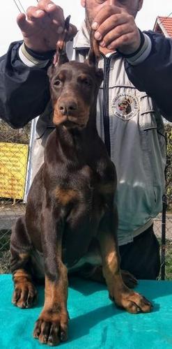 Doberman štenci