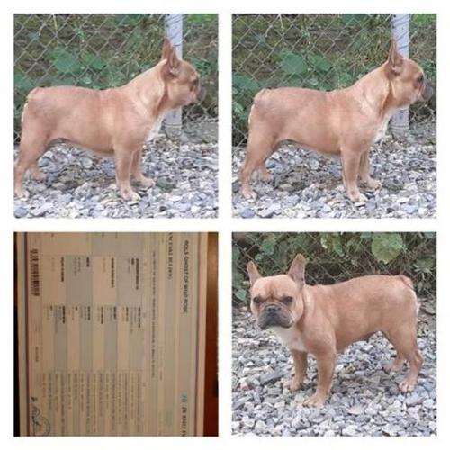 Francuski buldog, zreli psi