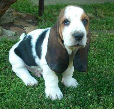 Basset Hound baset