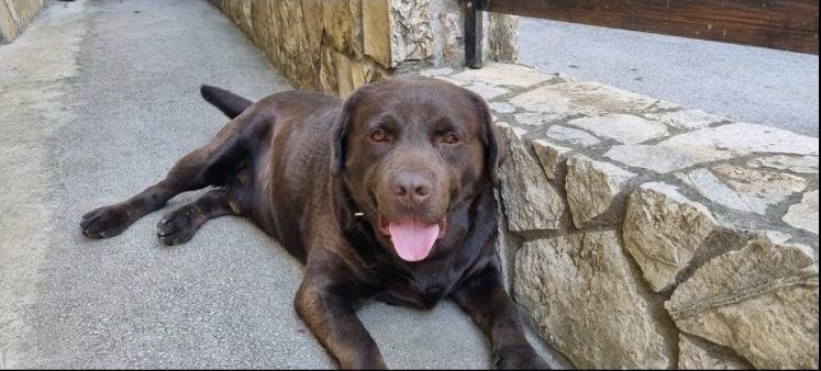 Stenci-Labrador-retrivera