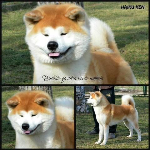Akita inu, stenci 