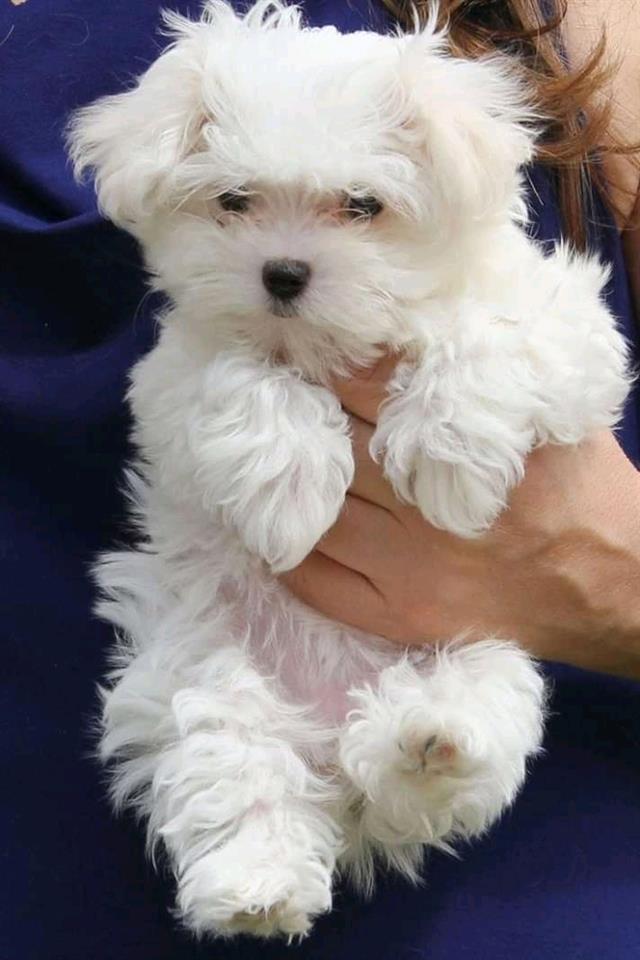 Lijepi-maltezi-Pups-potpuno-testirani-na-zdravlju