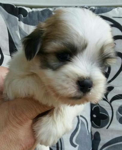 Coton de Tulear