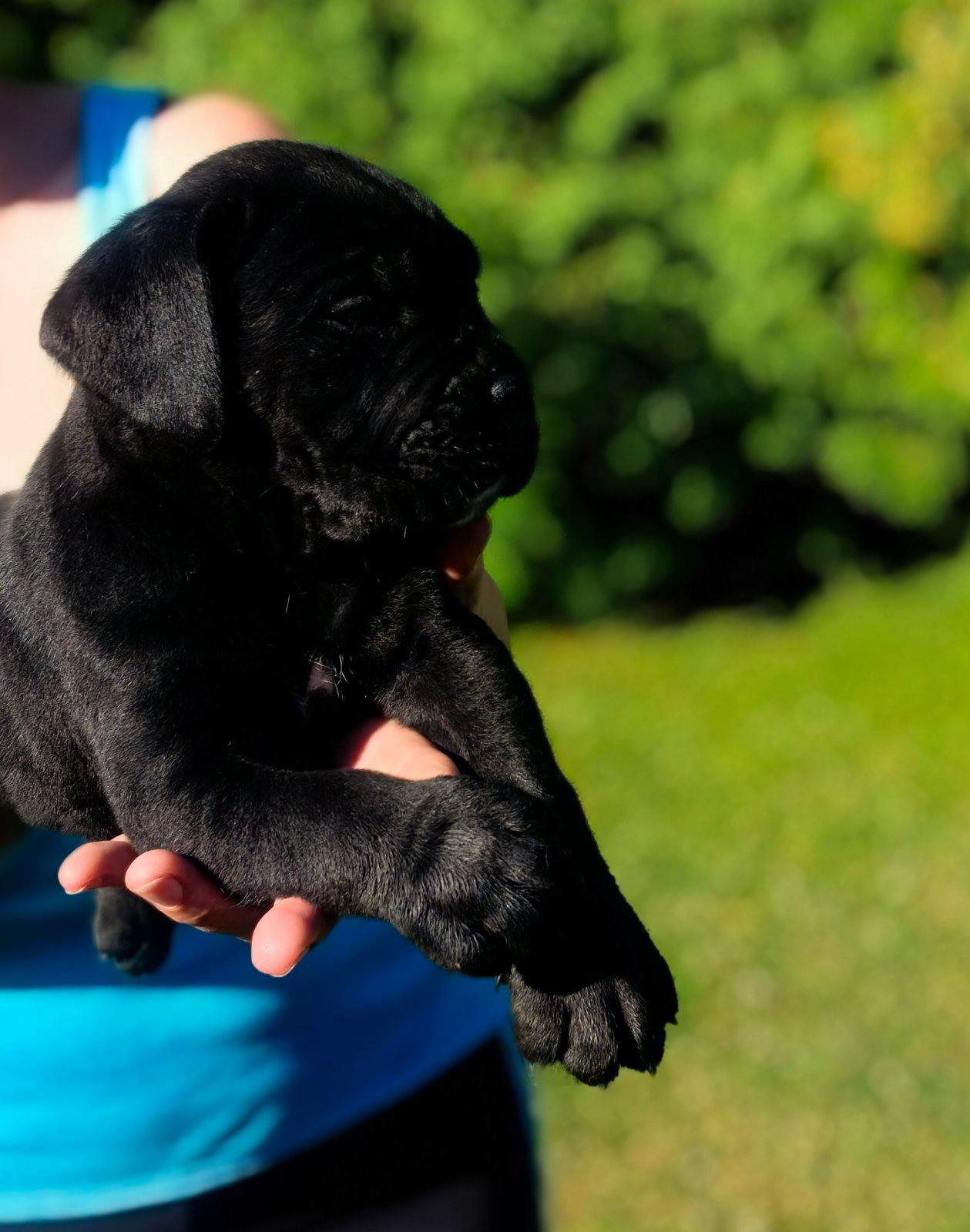 Cane-Corso-VRHUNSKI-štenci