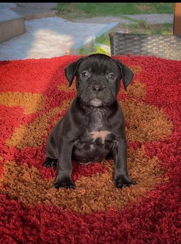 American Bully XL
