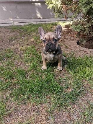 Francuski-buldog
