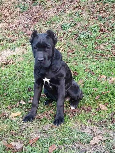 Cane corso