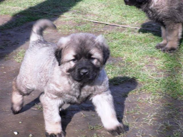Šarplaninac, stenci i odrasli psi