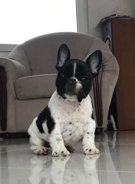 Francuski-buldog-Od-Kuce-Don