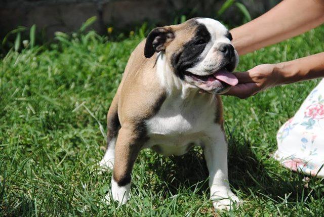 Engleski-buldog-
