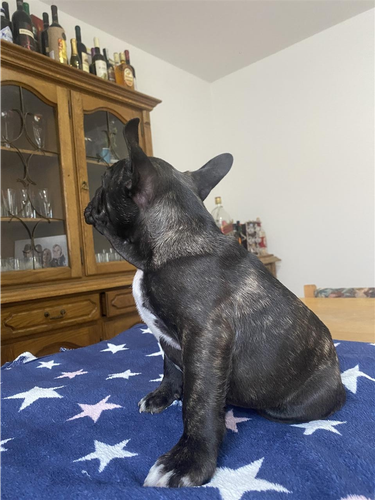 Francuski buldog