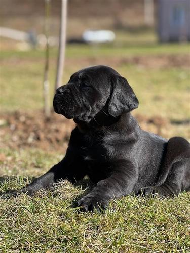 Cane Corso stene zensko