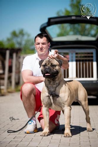 Zenska stenad Bullmastiff-a