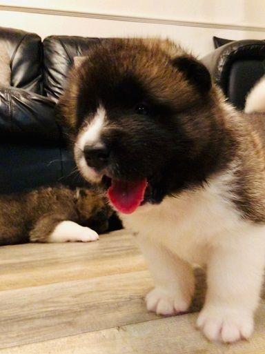 akita-pups-za-prodaju
