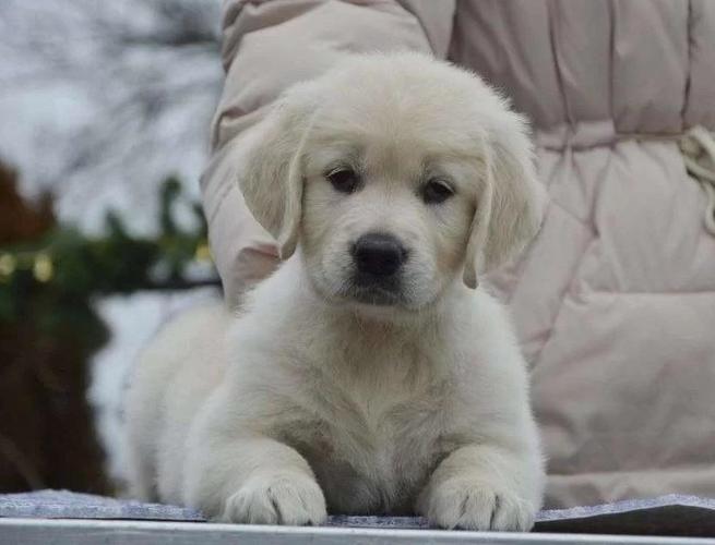 Zlatni Retriver i Labrador stenci