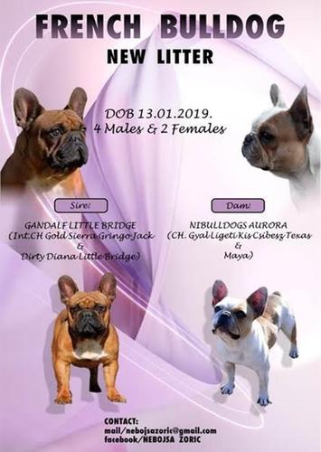 Francuski buldog - prelepi štenci