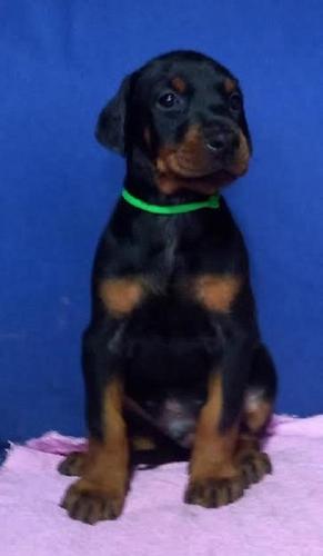 Doberman