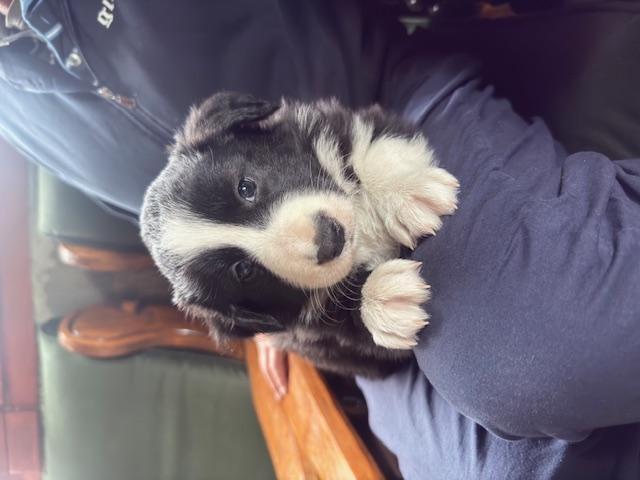 Stene Border Collie