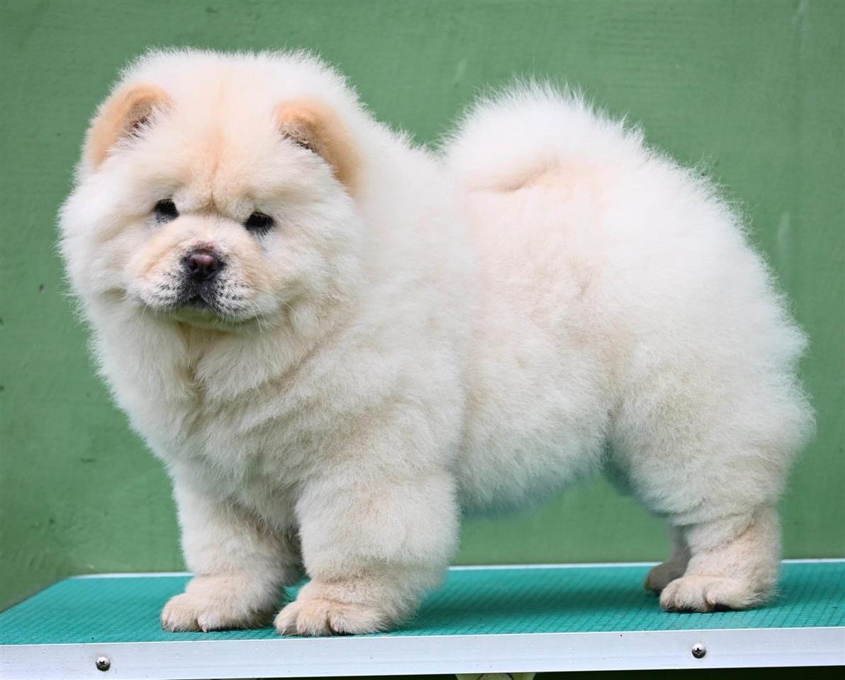 Chow-Chow-Cau-Cau-Čau-Čau
