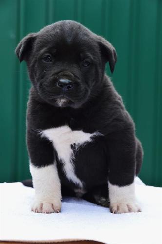 Cane corso štenci