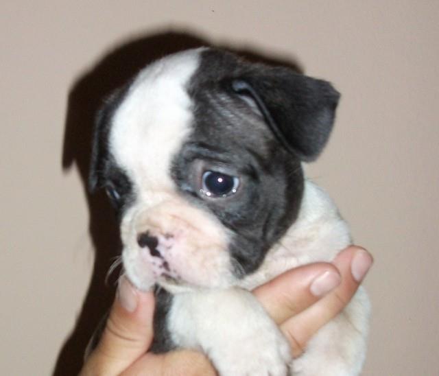 Francuski-buldog-stenad