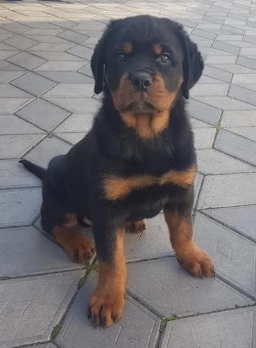 Rotvajler i doberman štenci na prodaju