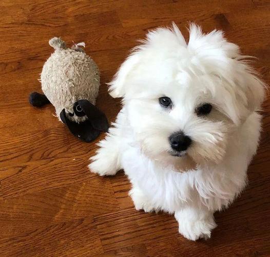 Coton de Tulear stenci
