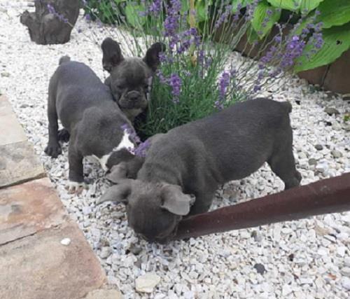 Francuski buldog, kučići 