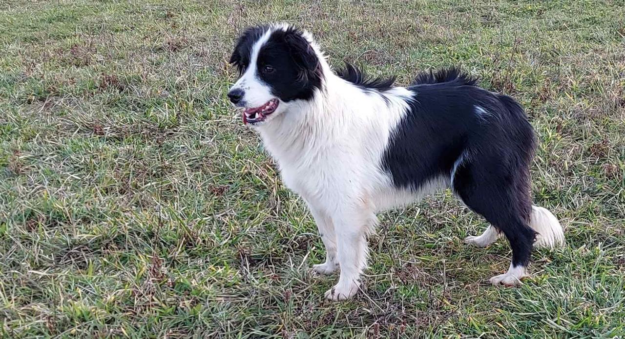 Border-collie--štenad-