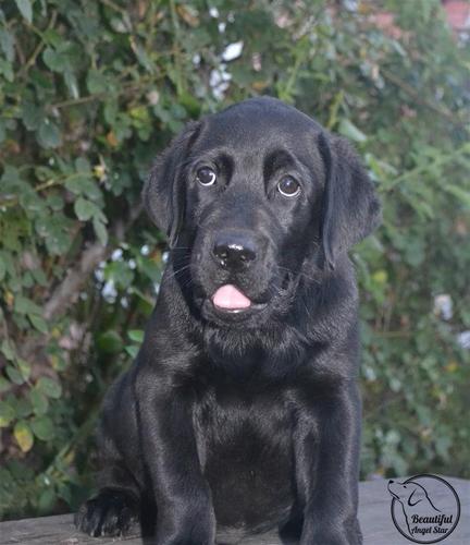 labrador retriver