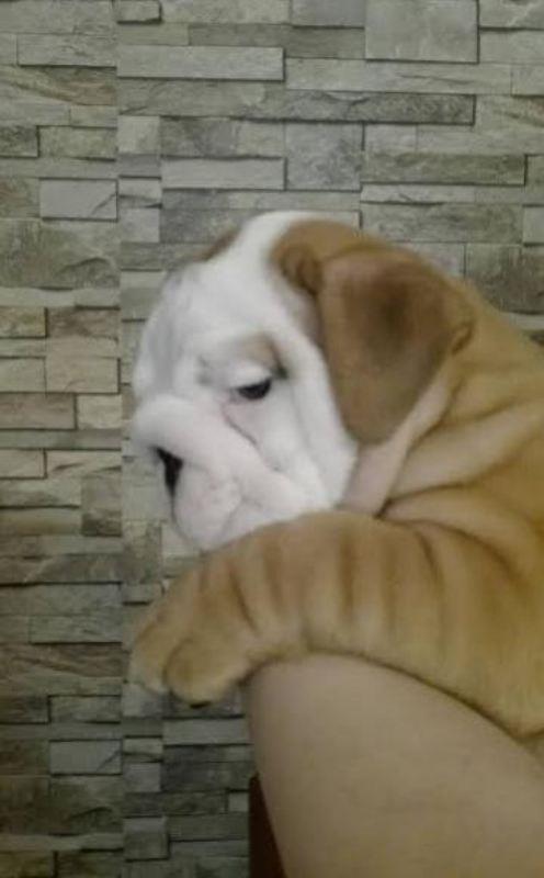 Engleski-Buldog--vrhunsko-leglo-