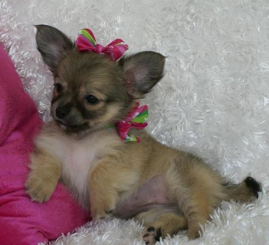 Štene Chihuahua za usvajanje