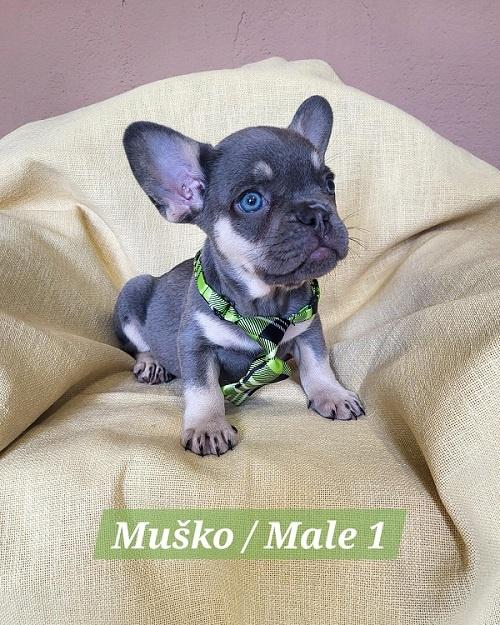 Francuski-Bulldog-štenci-exotik-boja